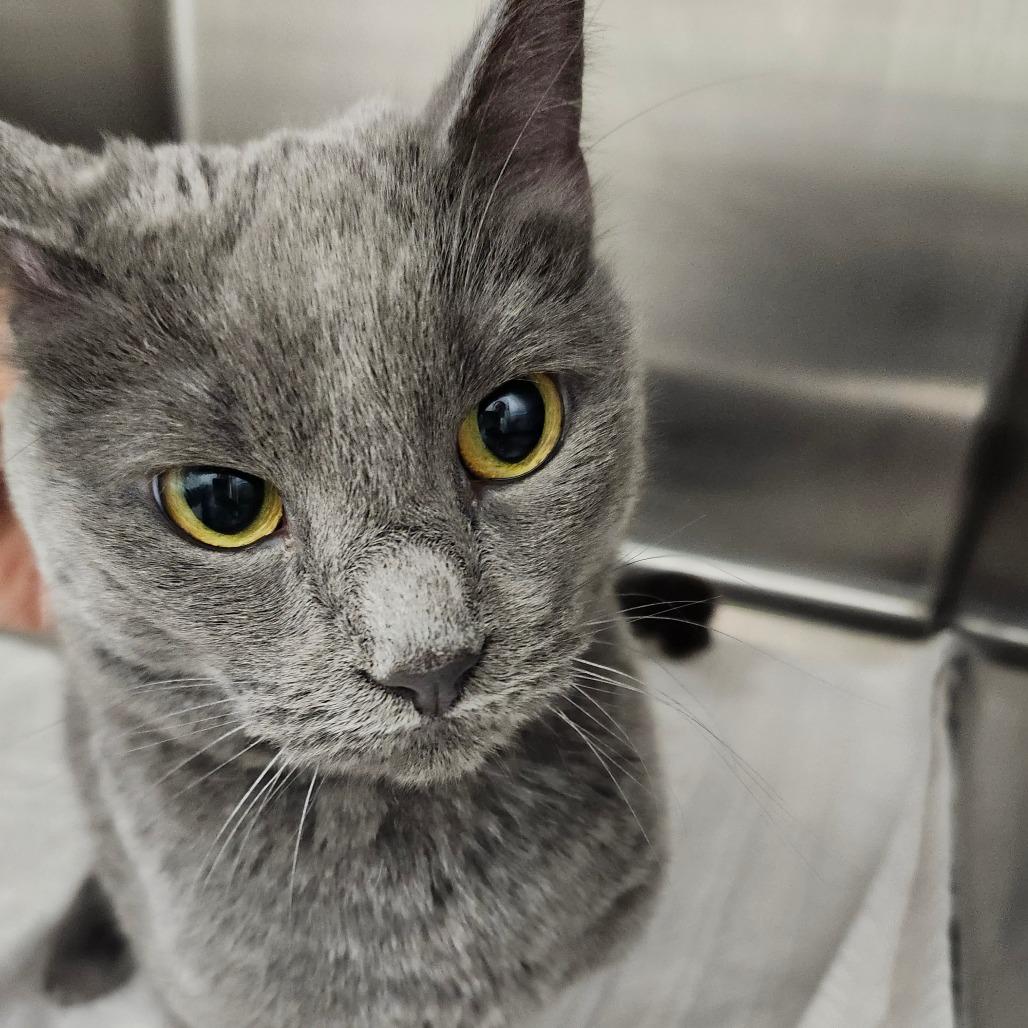 Enlarge Piper, a Adoptable Domestic Short Hair in Ballston Spa, NY image 1/1