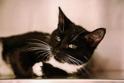 Chess, Adoptable, Kitten Female Domestic Short Hair & Domestic Short Hair.