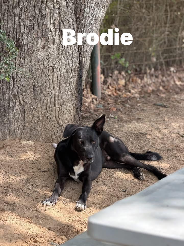 Enlarge Brodie, an adopted mixed breed in Hawkins, TX image 4/4