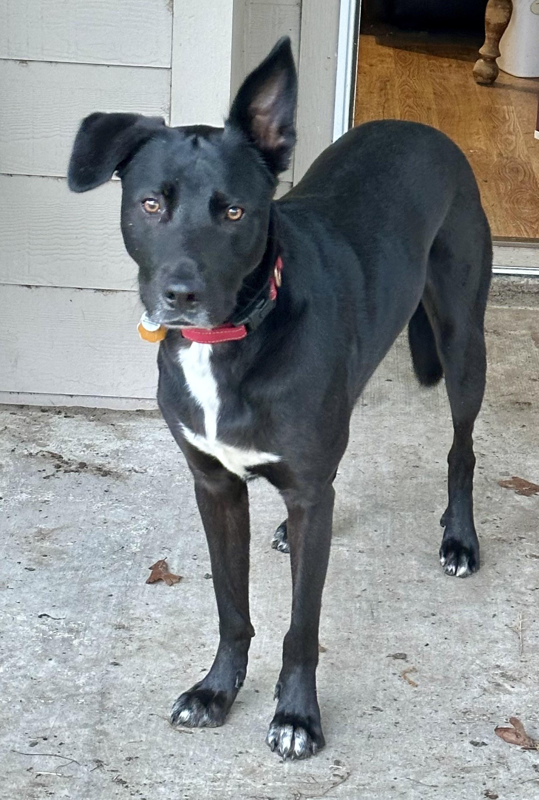 Enlarge Brodie, an adopted mixed breed in Hawkins, TX image 2/4