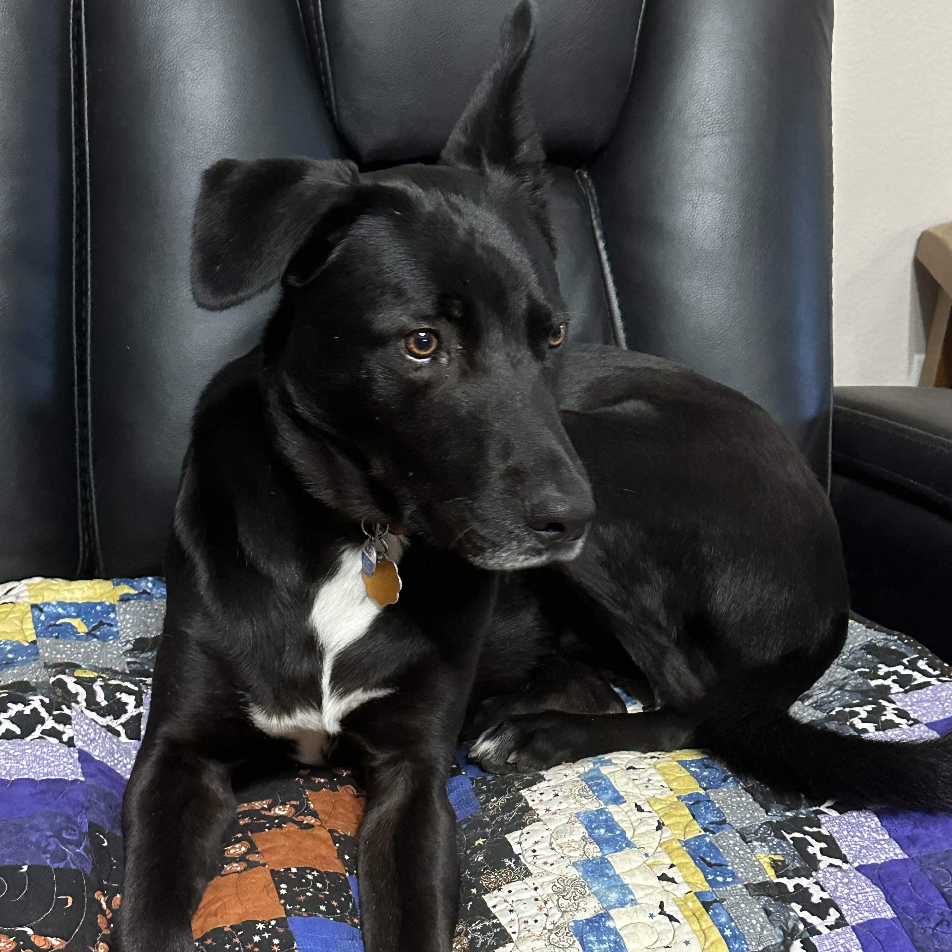 Enlarge Brodie, an adopted mixed breed in Hawkins, TX image 1/4