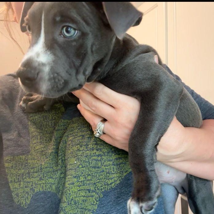 Enlarge Beau, a ADOPTABLE mixed breed in Yonkers, NY image 2/5