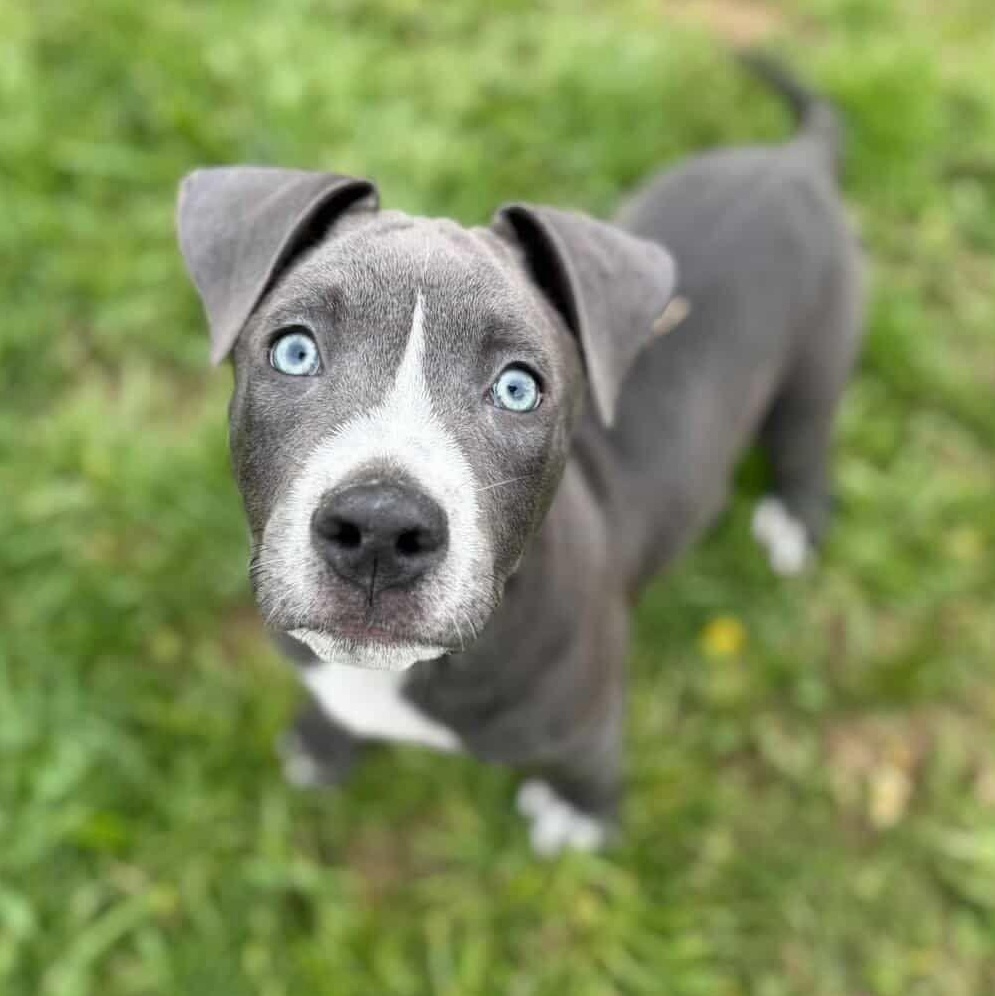 Beau, ADOPTABLE, Puppy Male Pit Bull Terrier.