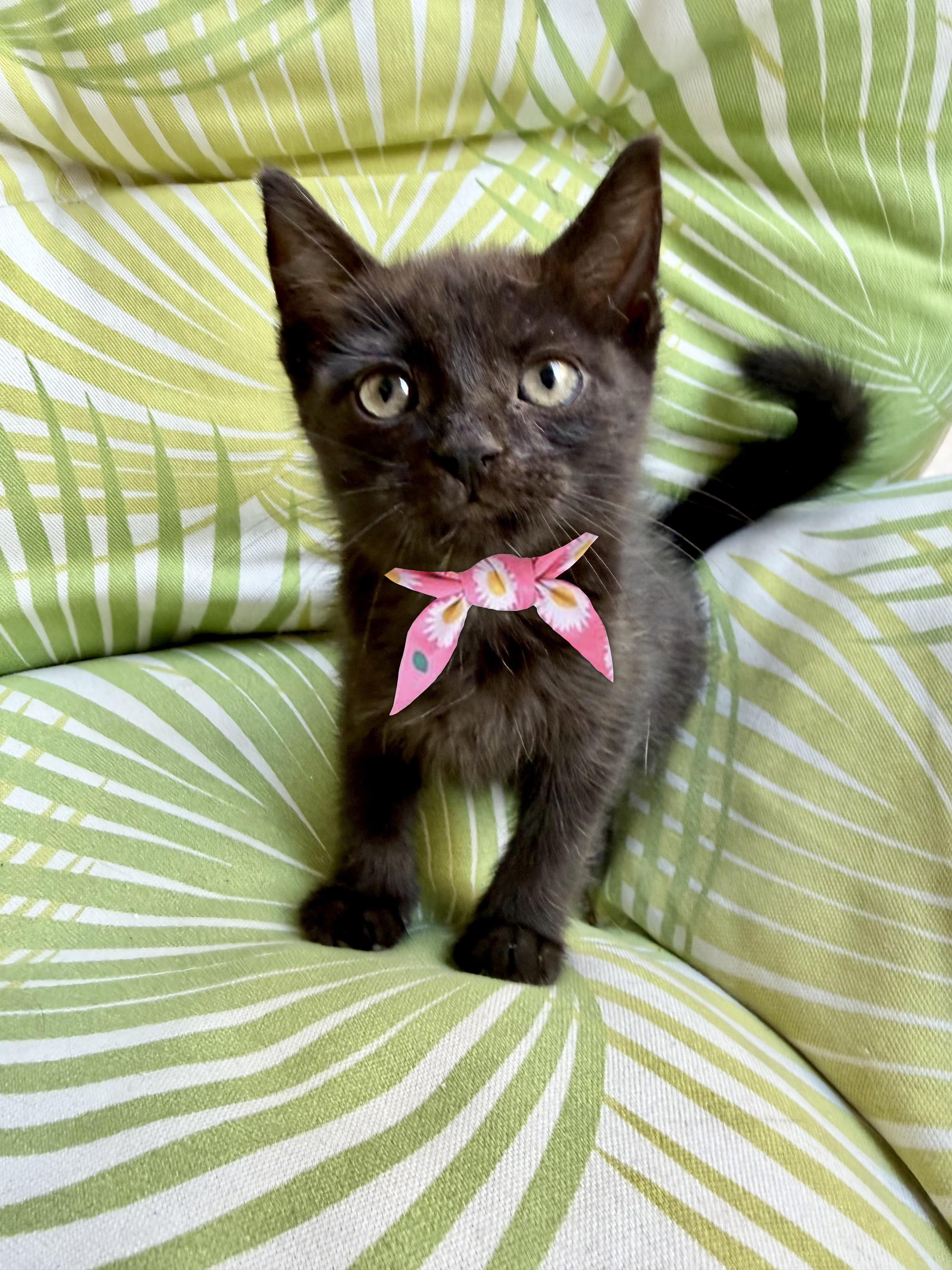 Enlarge Mystique, a Adopted Domestic Short Hair in Gardena, CA image 1/1