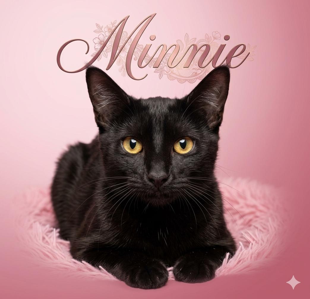 Minnie (Sister to Harley and Daffy), ADOPTABLE, Young Female Bombay & Siamese.