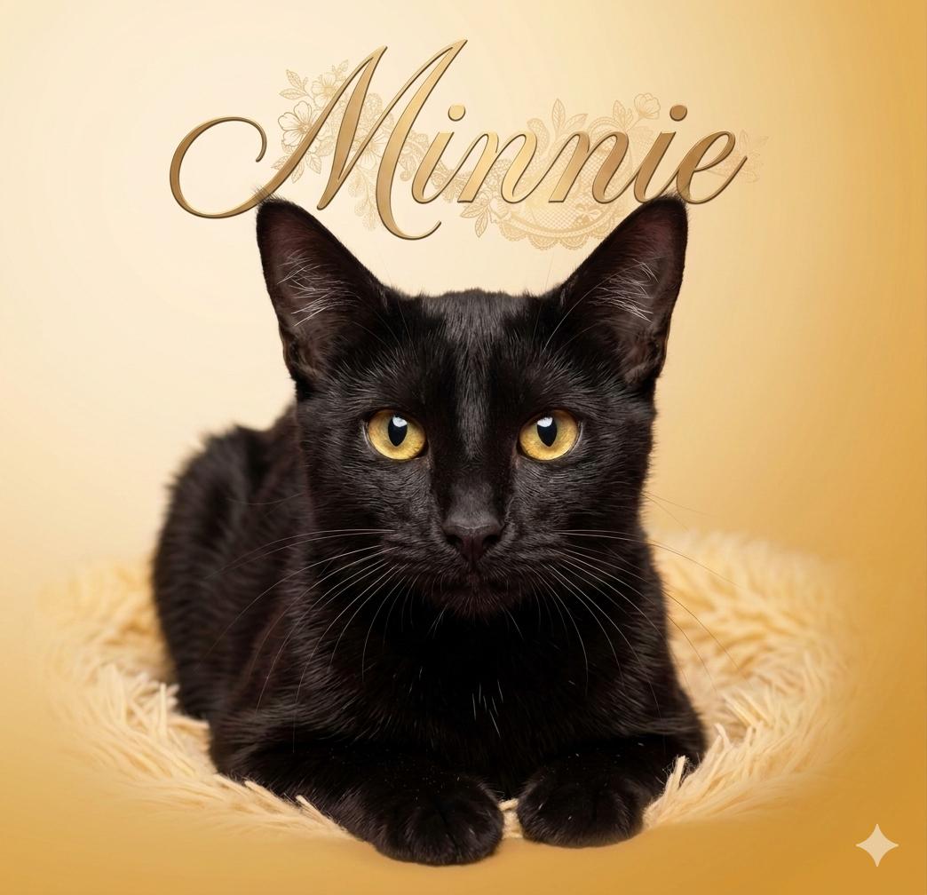 Enlarge Minnie (Sister to Harley and Daffy), a ADOPTABLE mixed breed in Houston, TX image 4/4