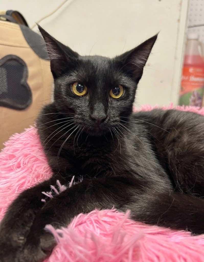 Enlarge Minnie (Sister to Harley and Daffy), a ADOPTABLE mixed breed in Houston, TX image 3/4