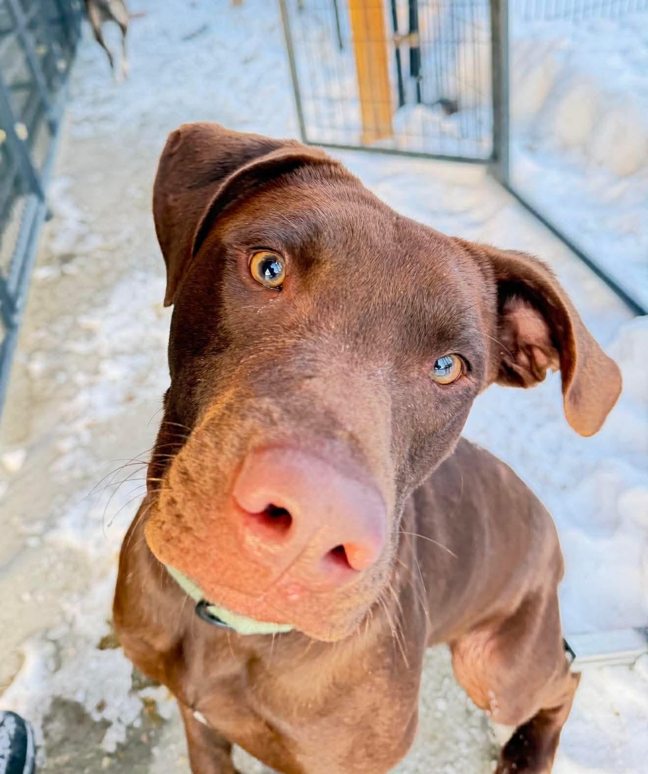 Ralph , an adopted Mixed Breed in Argyle, NY image 6/6