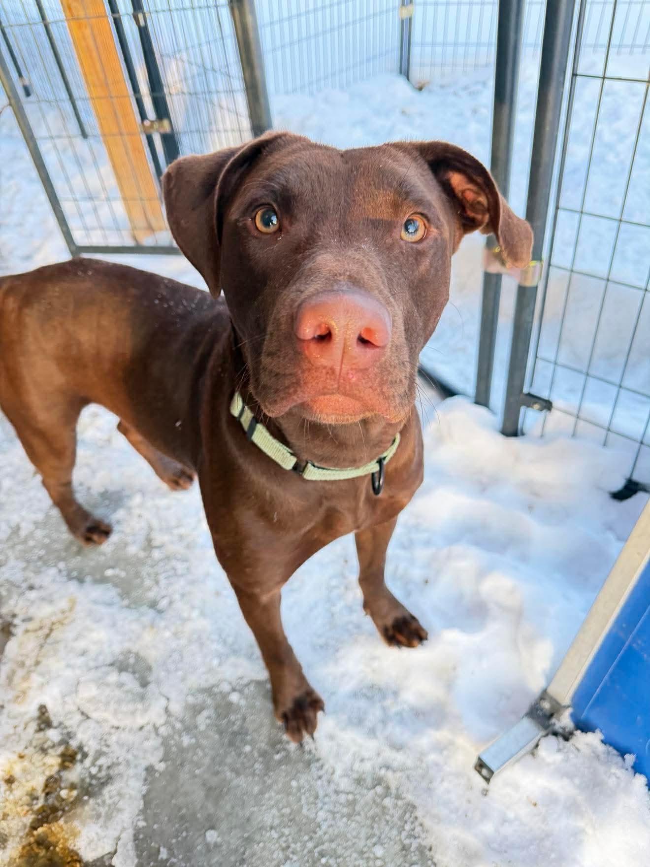 Ralph , adopted, Young Male Mixed Breed.