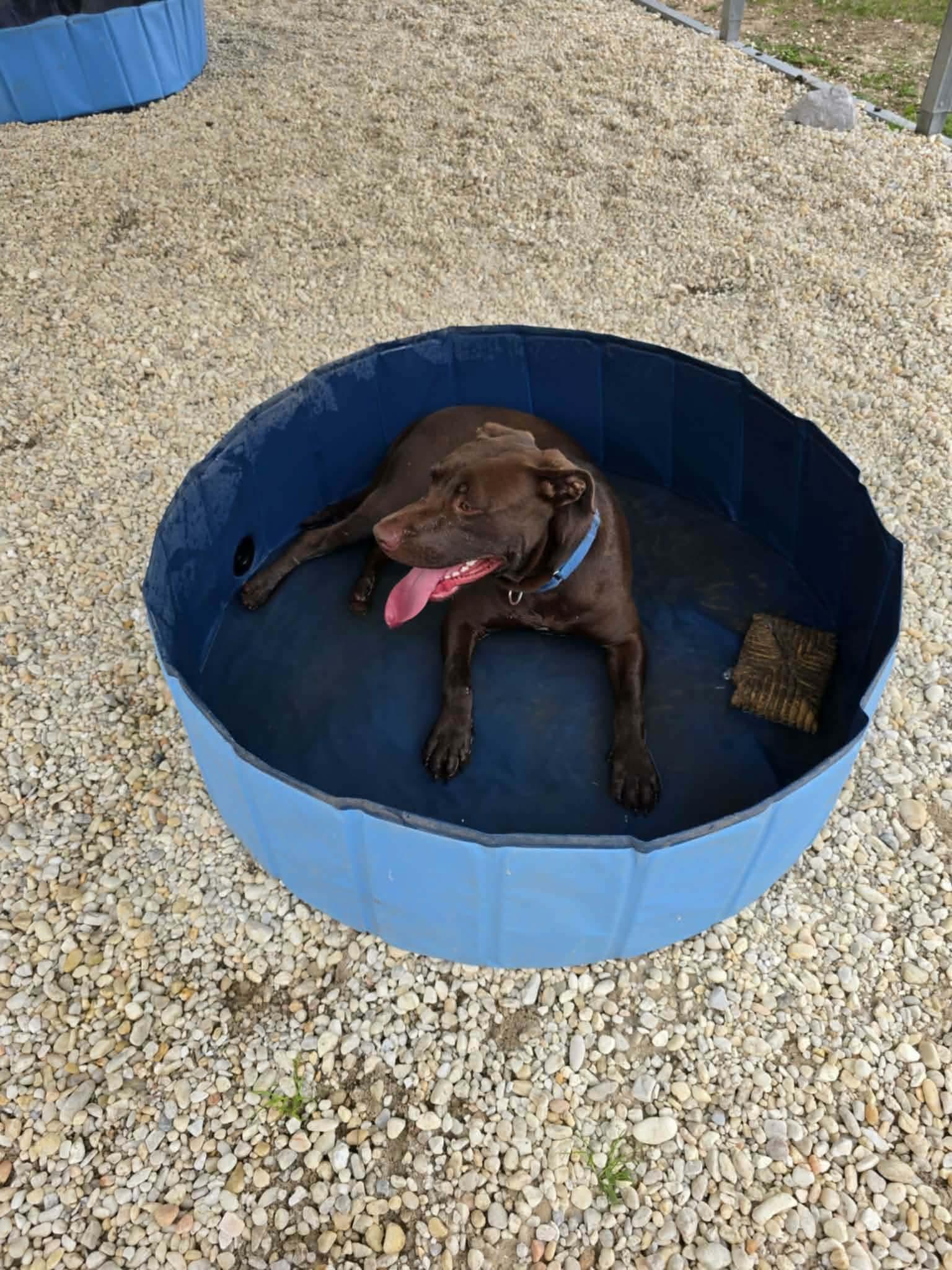 Ralph , an adopted Mixed Breed in Argyle, NY image 3/6