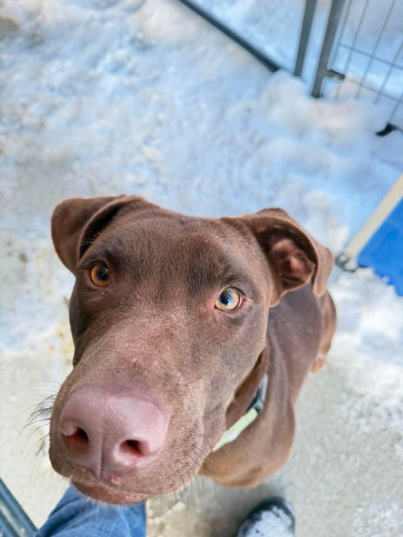 Ralph , an adopted Mixed Breed in Argyle, NY image 5/6