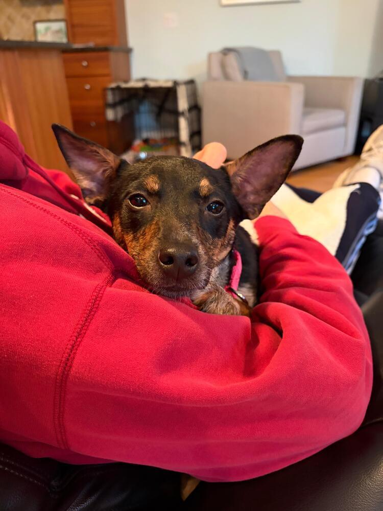 Enlarge Adeline (LOCALLY FOSTERED), a Adoptable mixed breed in Leverett, MA image 2/6