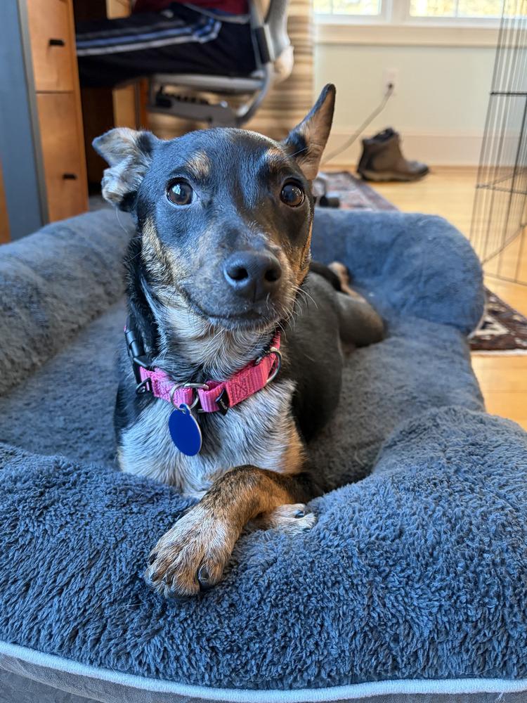 Enlarge Adeline (LOCALLY FOSTERED), a Adoptable mixed breed in Leverett, MA image 3/6