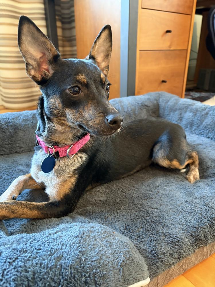 Enlarge Adeline (LOCALLY FOSTERED), a Adoptable mixed breed in Leverett, MA image 4/6