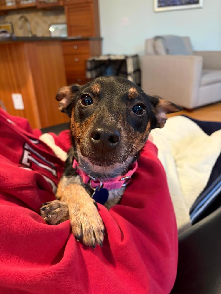 Enlarge Adeline (LOCALLY FOSTERED), a Adoptable mixed breed in Leverett, MA image 5/6