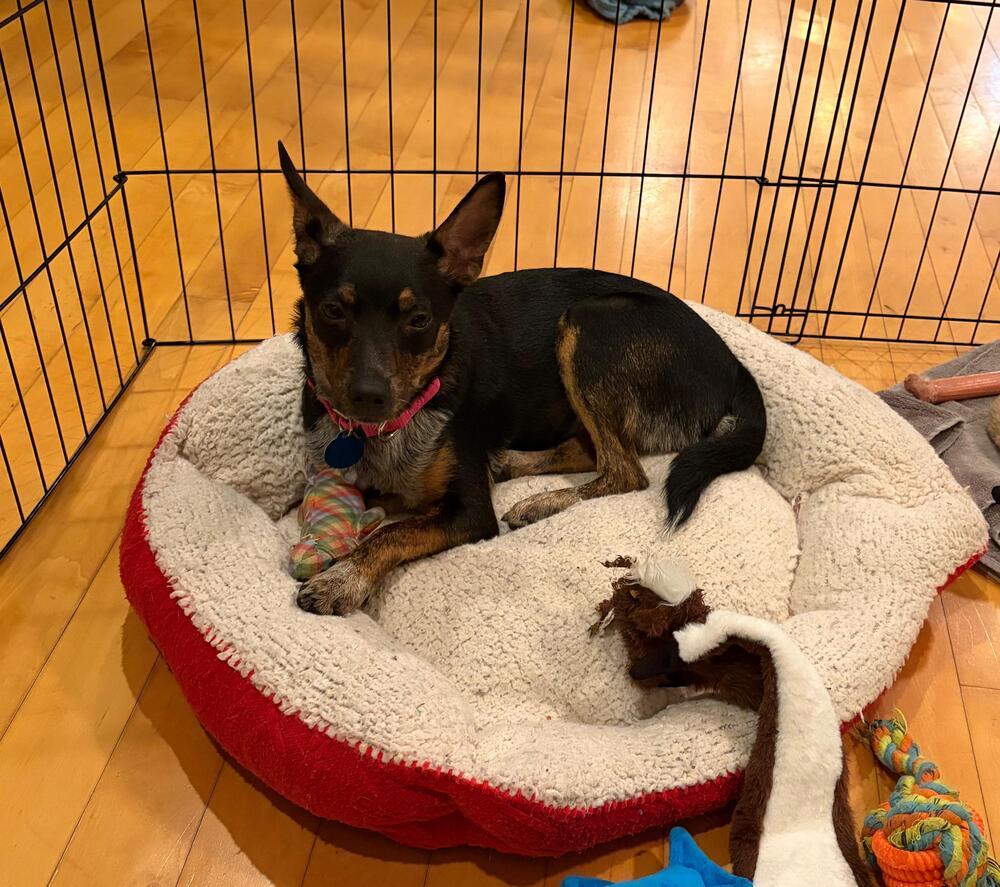 Enlarge Adeline (LOCALLY FOSTERED), a Adoptable mixed breed in Leverett, MA image 6/6