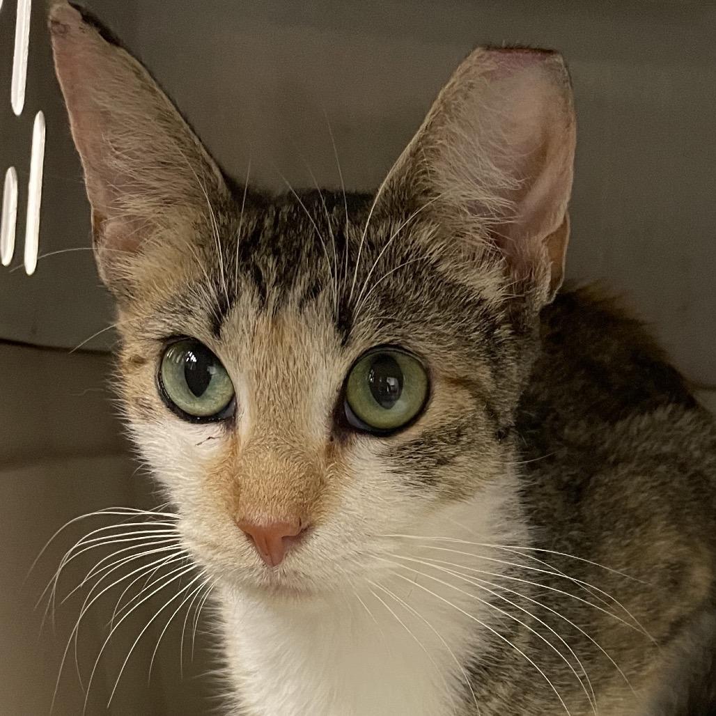 Enlarge Charlotte, a Adoptable mixed breed in Hattiesburg, MS image 1/1
