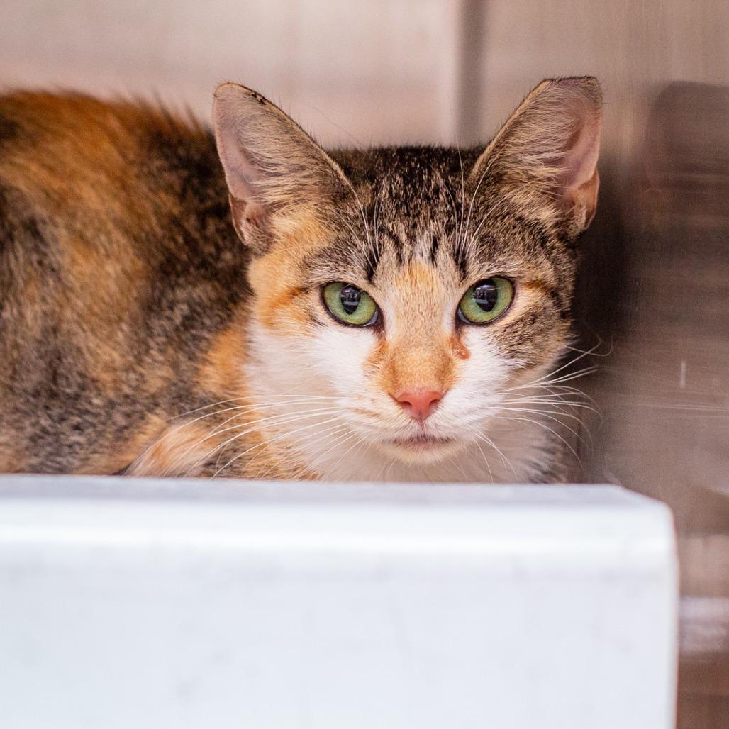 Enlarge Charlotte, a Adoptable mixed breed in Hattiesburg, MS image 2/3