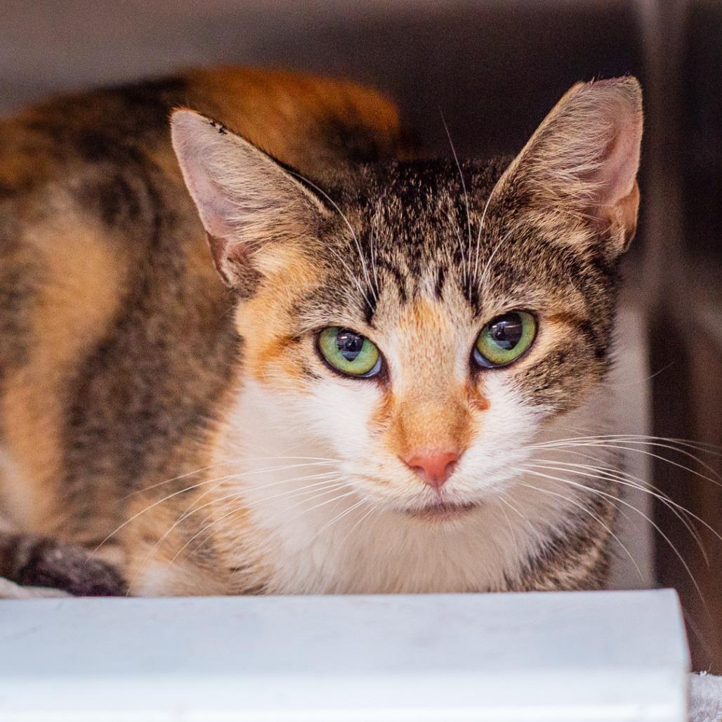 Enlarge Charlotte, a Adoptable mixed breed in Hattiesburg, MS image 3/3