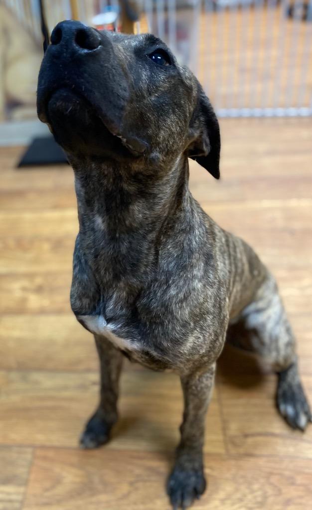 Hunny (Kasatka), Adoptable, Young Female Mixed Breed.