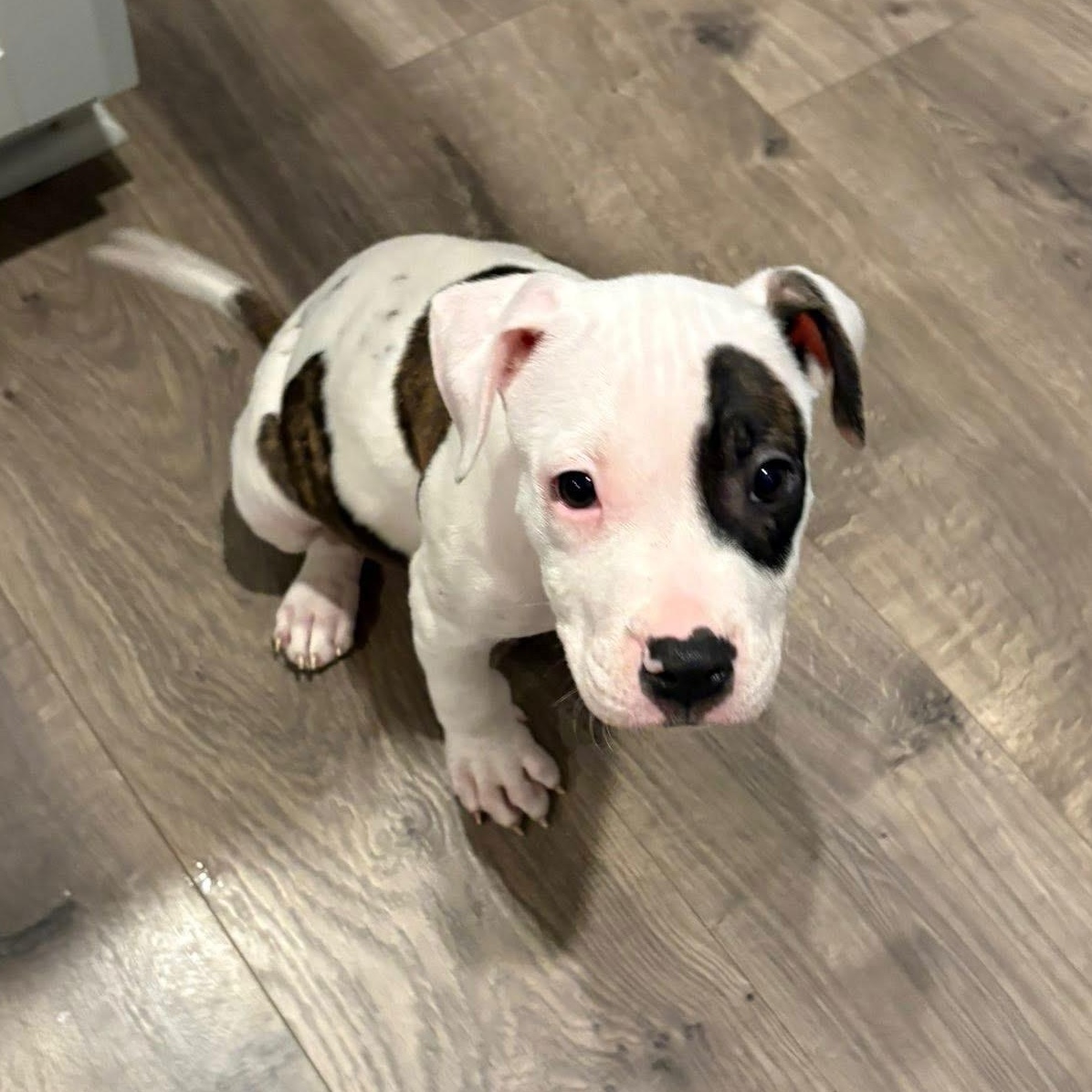 Hansel, adopted, Puppy Male Pit Bull Terrier.