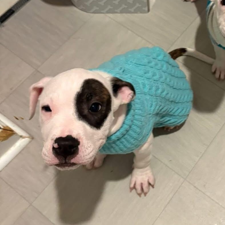 Hansel, an adopted mixed breed in Ayden, NC image 2/2