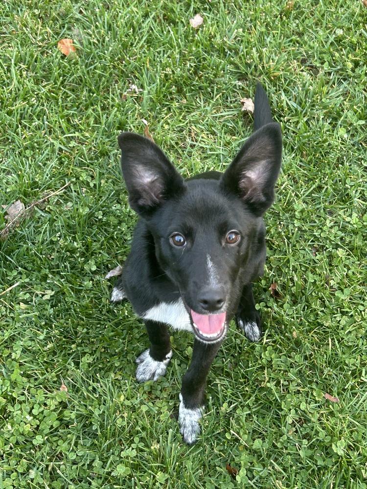 Kiki, Adoptable, Puppy Female Australian Cattle Dog / Blue Heeler & Retriever.