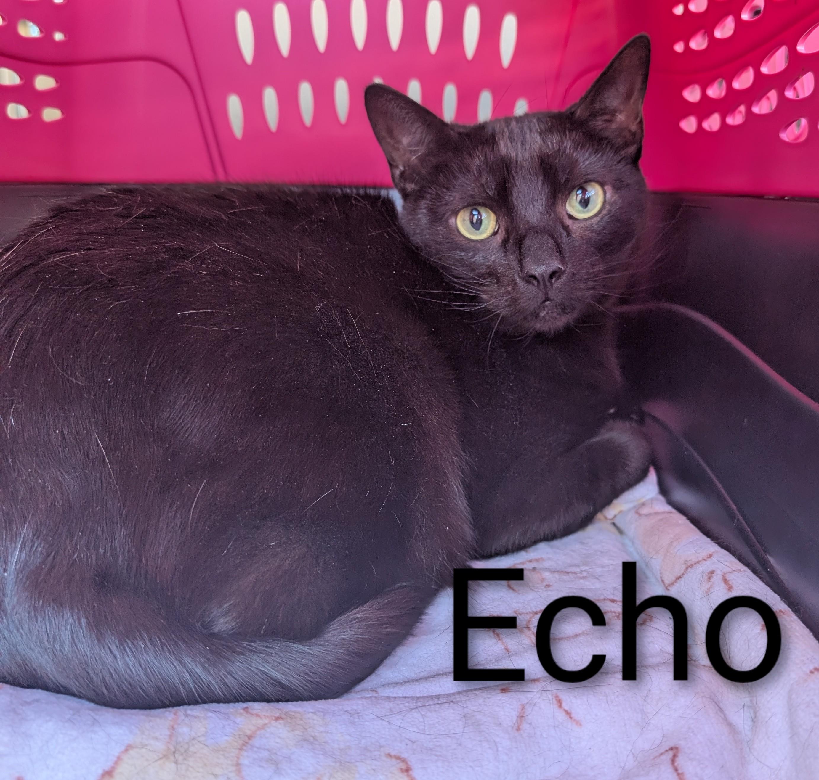 Echo