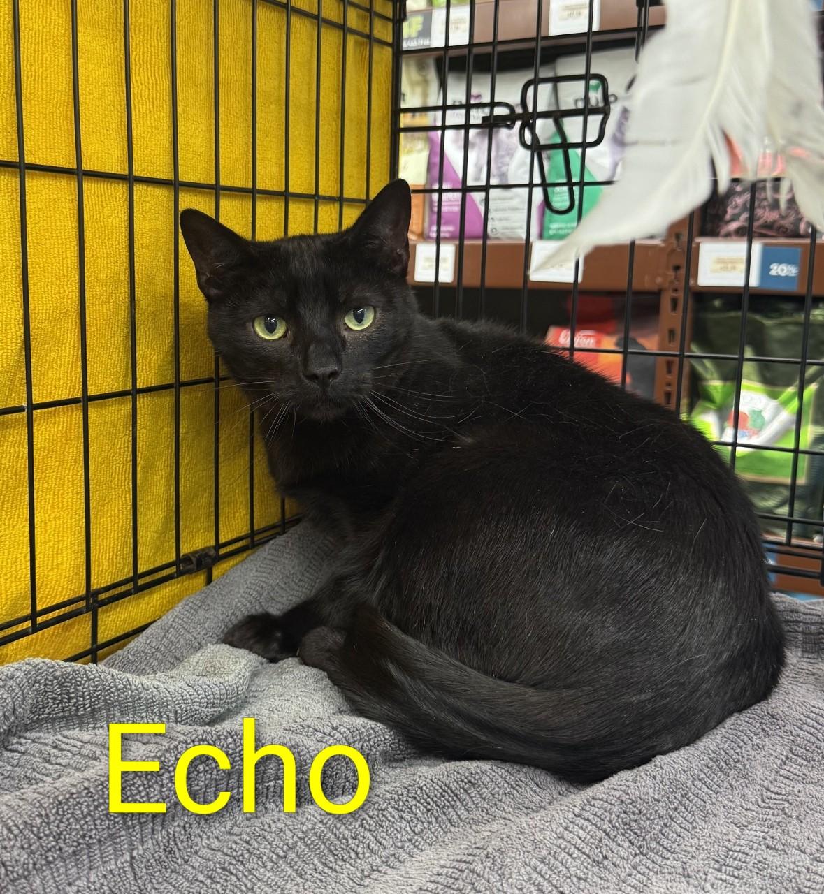 Echo