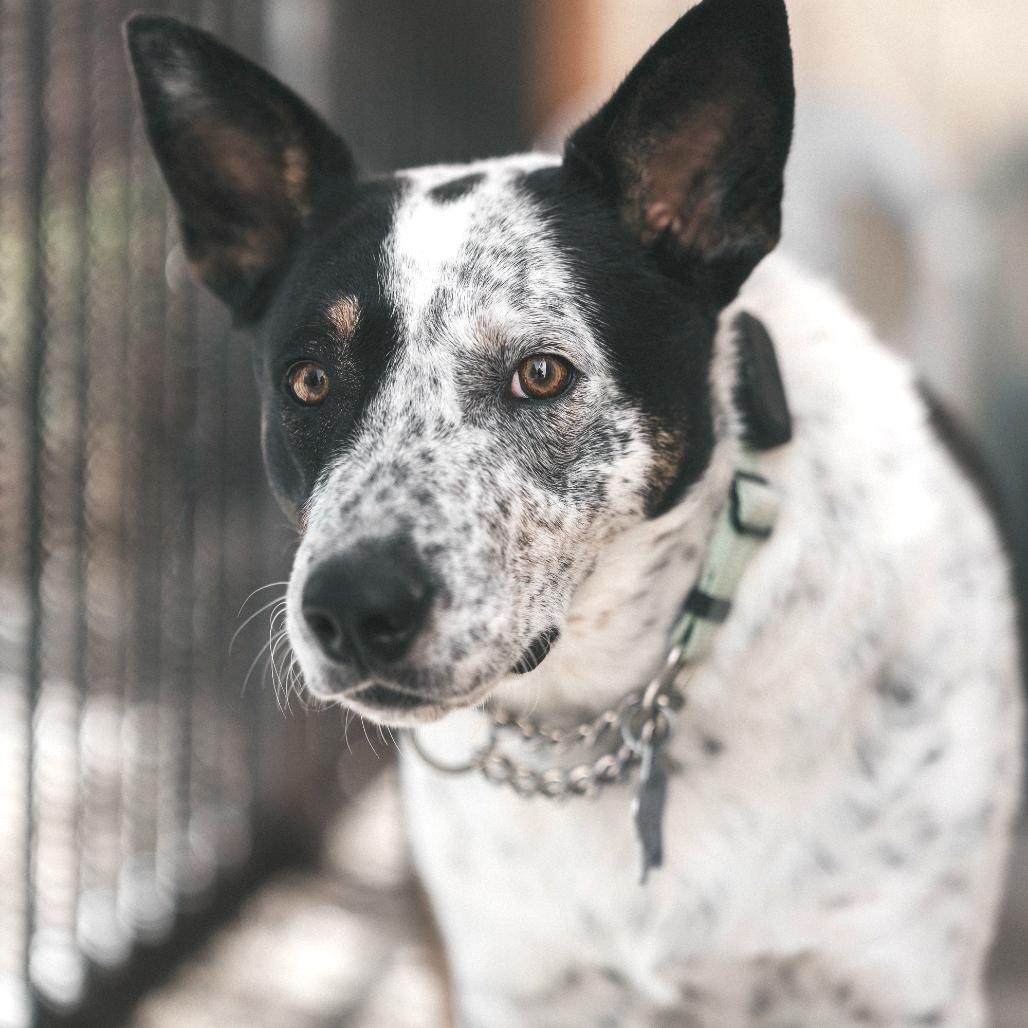 Wendell, Adoptable, Adult Male Cattle Dog & Mixed Breed.