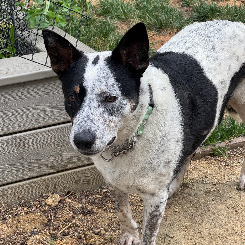 Enlarge Wendell, a Adoptable mixed breed in San Francisco, CA image 2/6