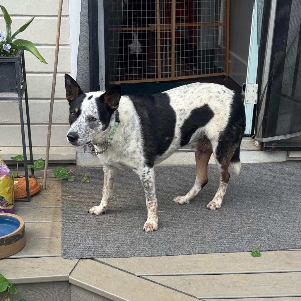 Enlarge Wendell, a Adoptable mixed breed in San Francisco, CA image 3/6