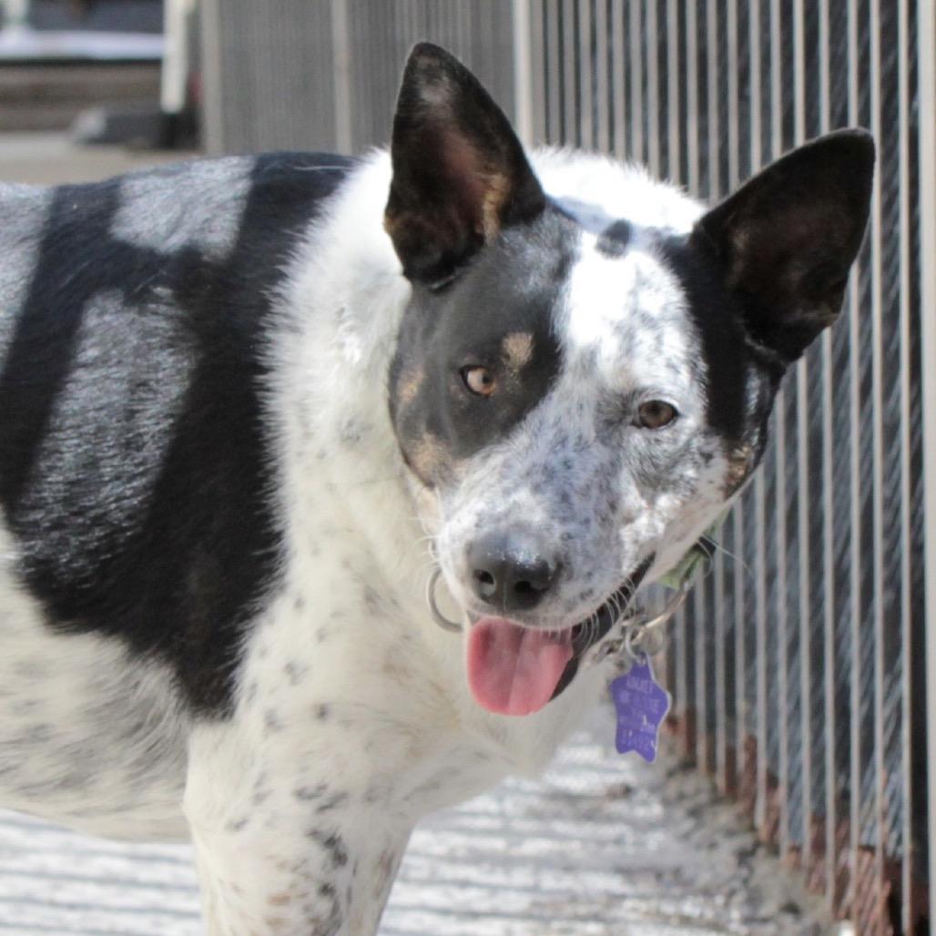 Enlarge Wendell, a Adoptable mixed breed in San Francisco, CA image 4/6