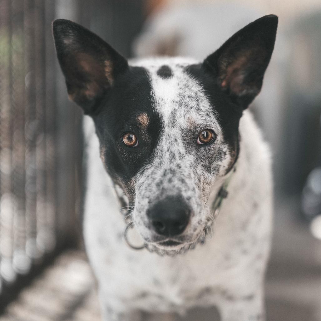 Enlarge Wendell, a Adoptable mixed breed in San Francisco, CA image 5/6