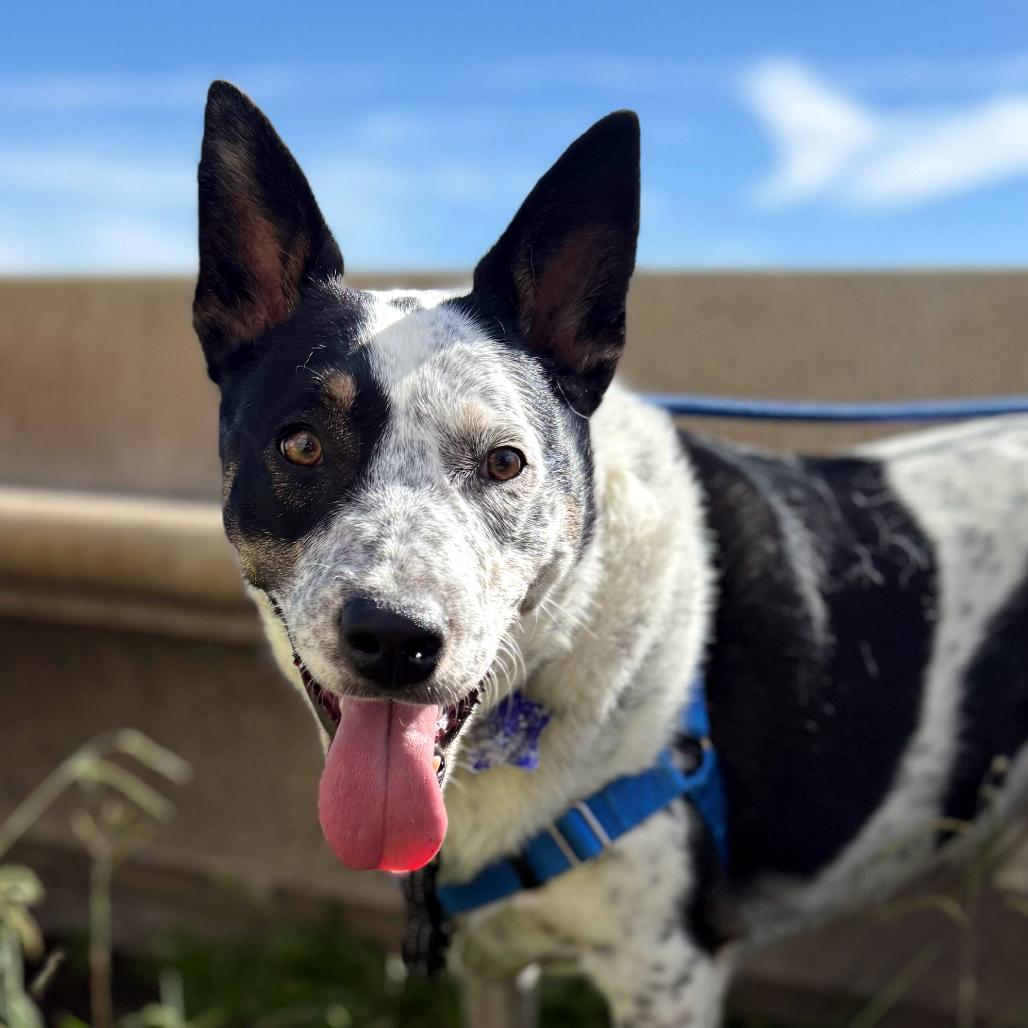 Enlarge Wendell, a Adoptable mixed breed in San Francisco, CA image 6/6