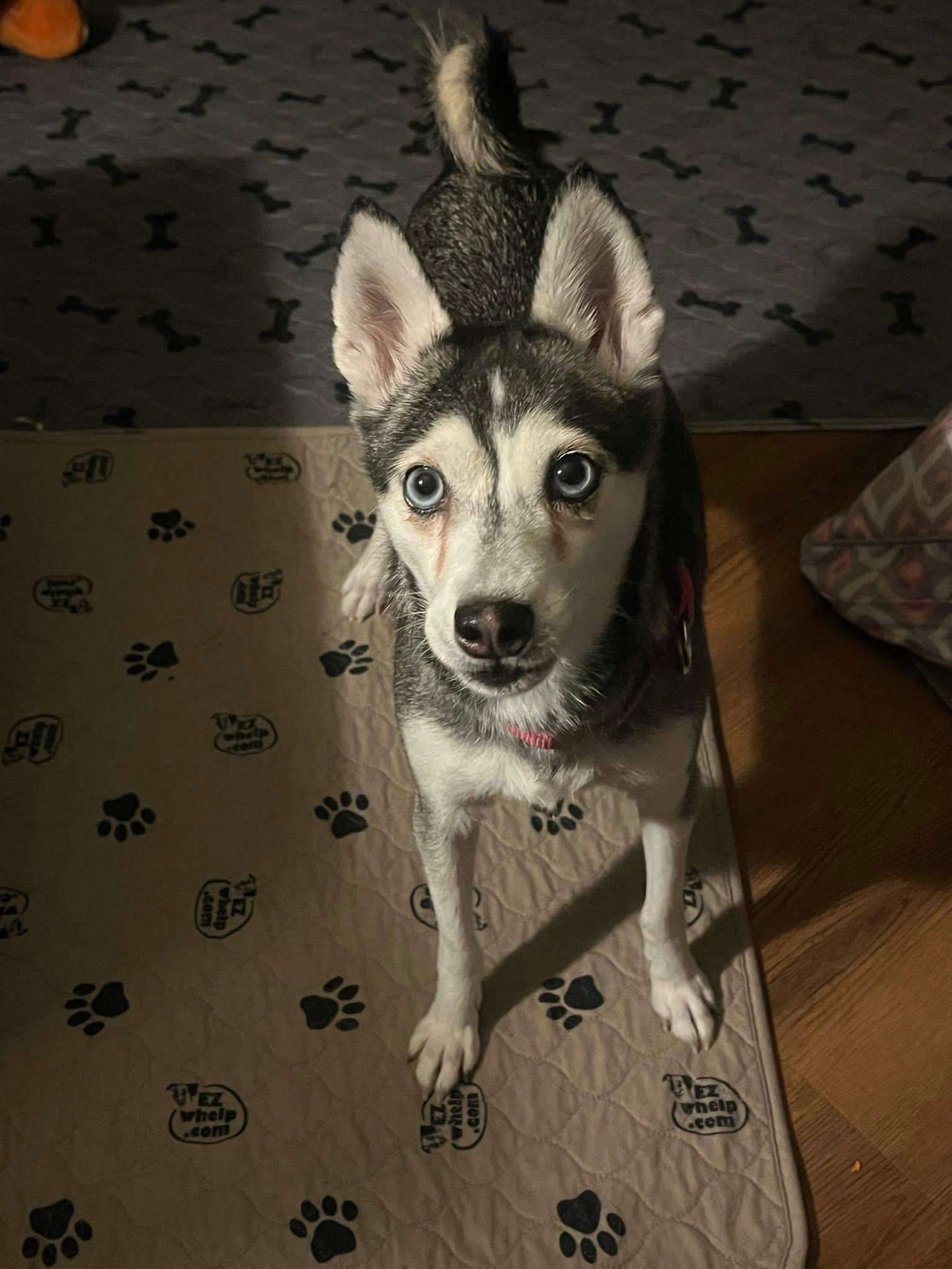 Polly, Adoptable, Adult Female Klee Kai.