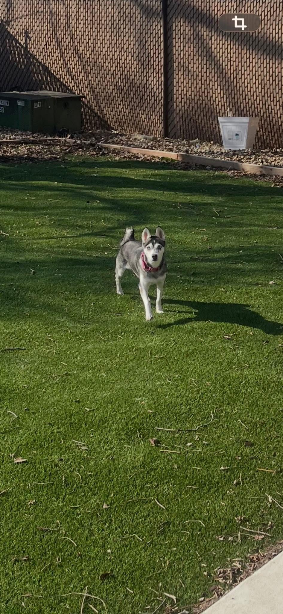 Polly, a Adoptable Klee Kai in Orland Park, IL image 2/3