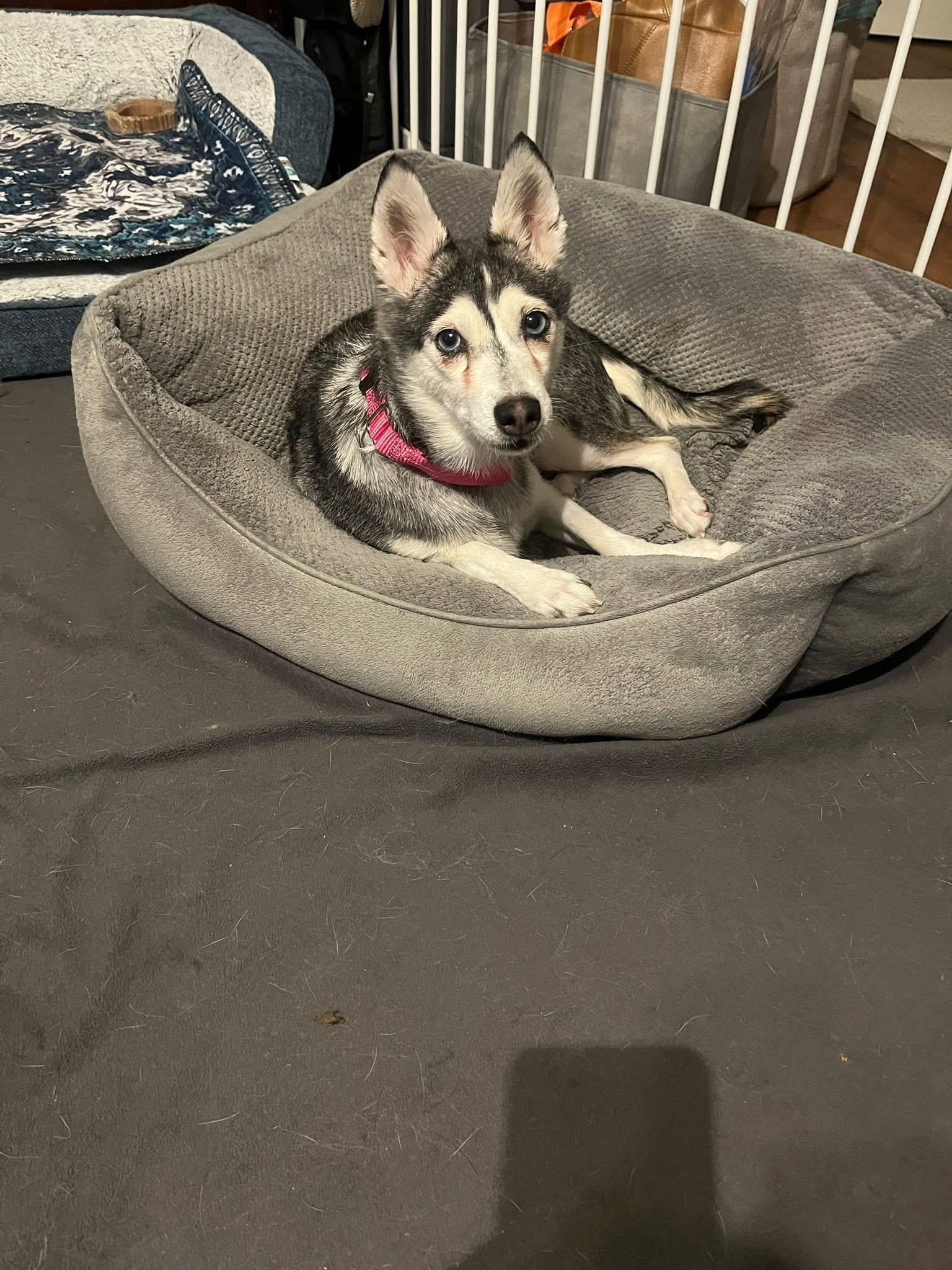 Polly, a Adoptable Klee Kai in Orland Park, IL image 3/3