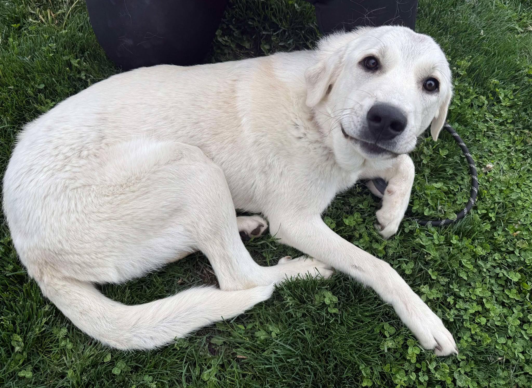 Enlarge Frank (Obedience Trained), an adoptable mixed breed in Maryville, MO image 2/5