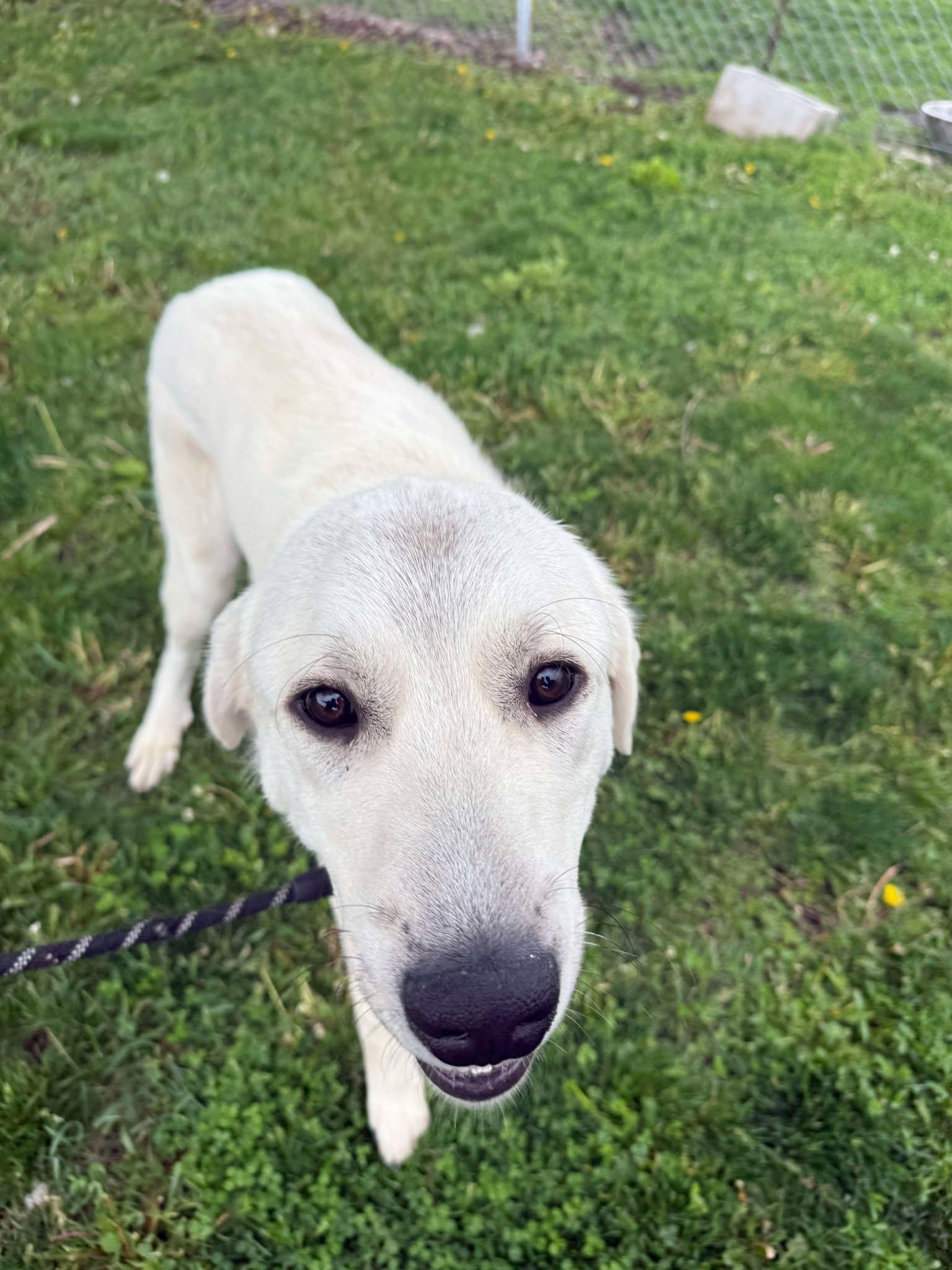 Enlarge Frank (Obedience Trained), an adoptable mixed breed in Maryville, MO image 3/5