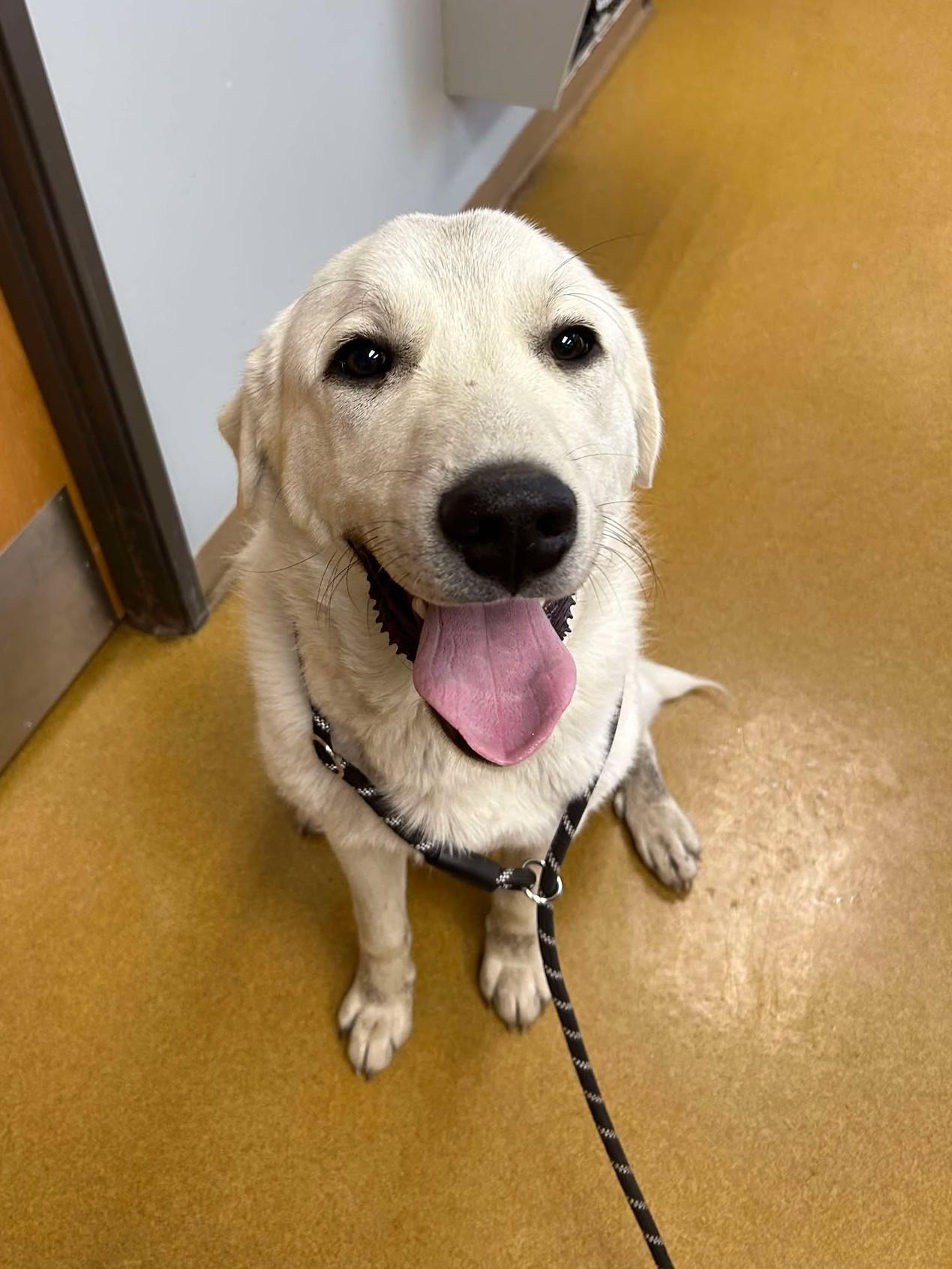 Enlarge Frank (Obedience Trained), an adoptable mixed breed in Maryville, MO image 1/5