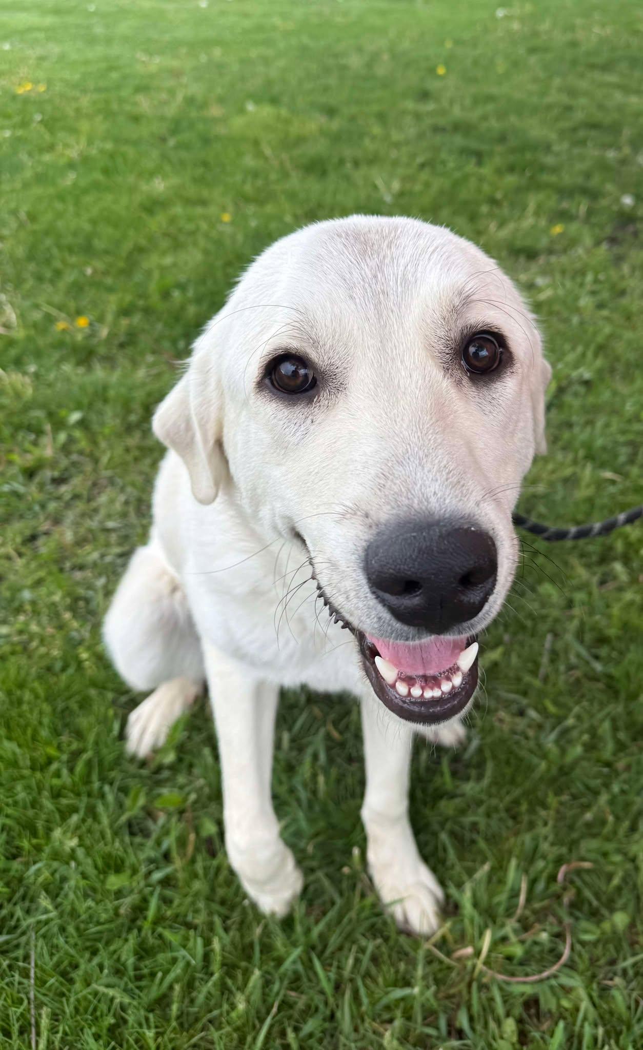 Enlarge Frank (Obedience Trained), an adoptable mixed breed in Maryville, MO image 4/5