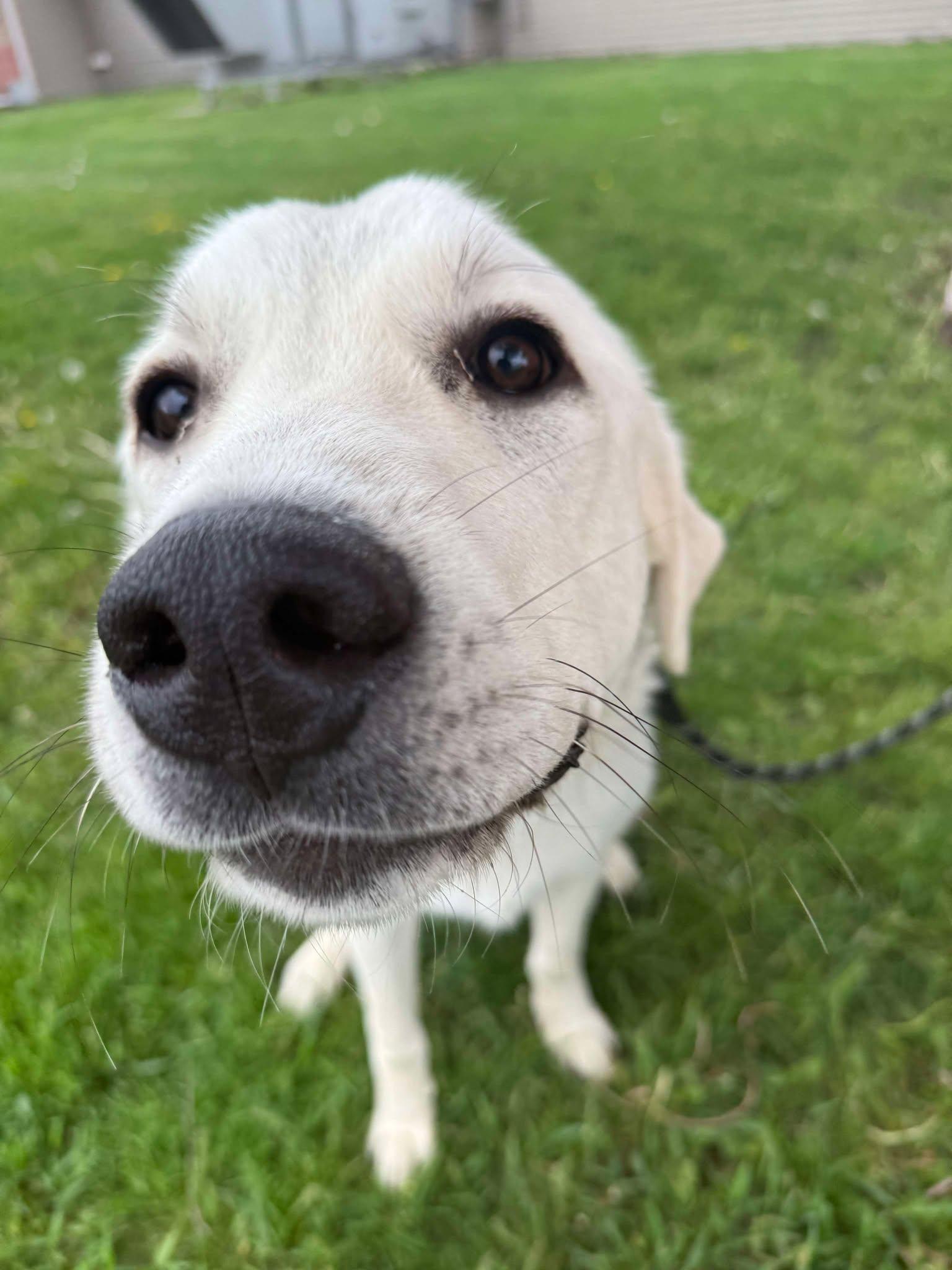 Enlarge Frank (Obedience Trained), an adoptable mixed breed in Maryville, MO image 5/5