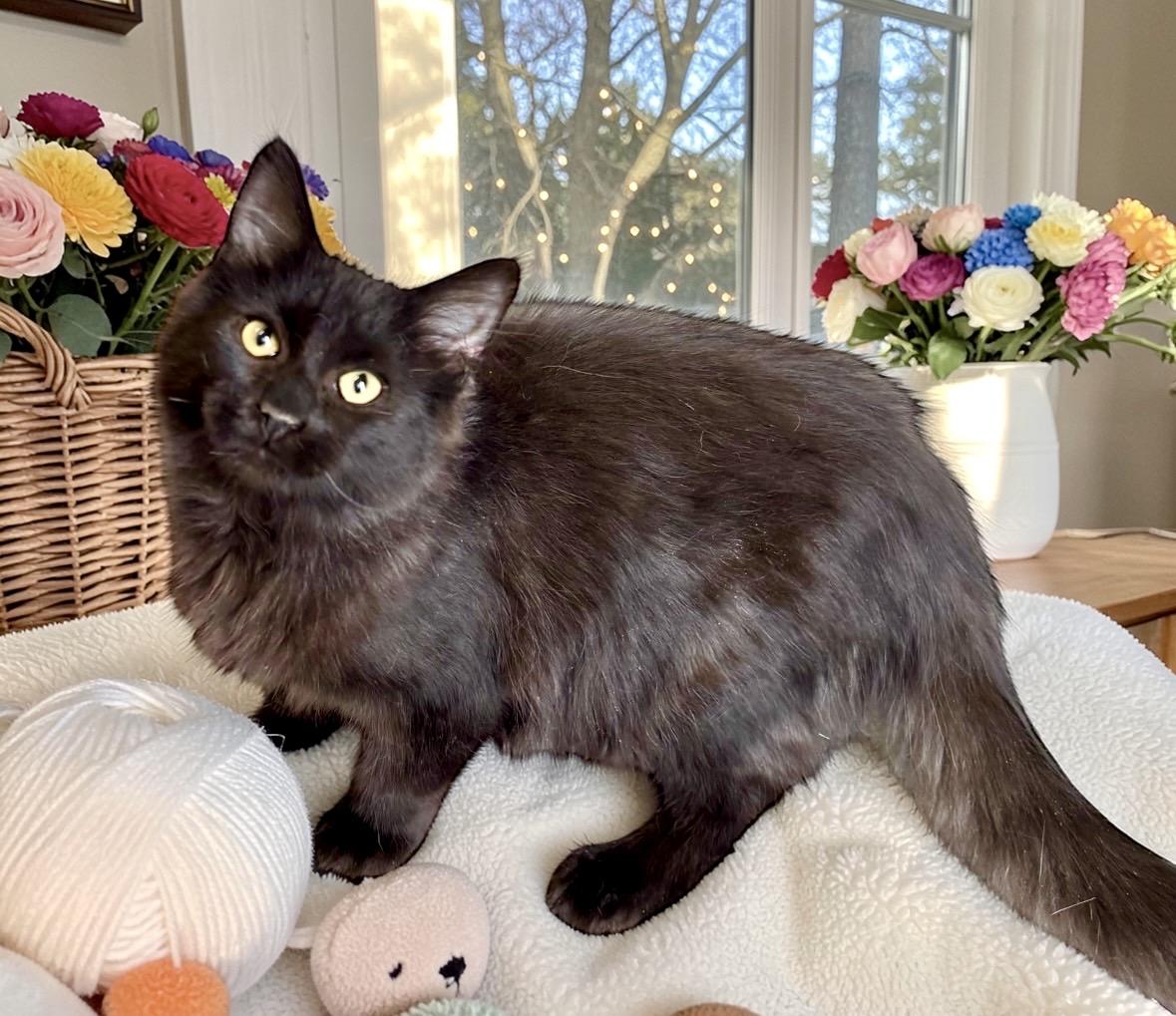 Enlarge Bartles - KITTEN, a ADOPTABLE Domestic Medium Hair in Perry, IA image 5/5