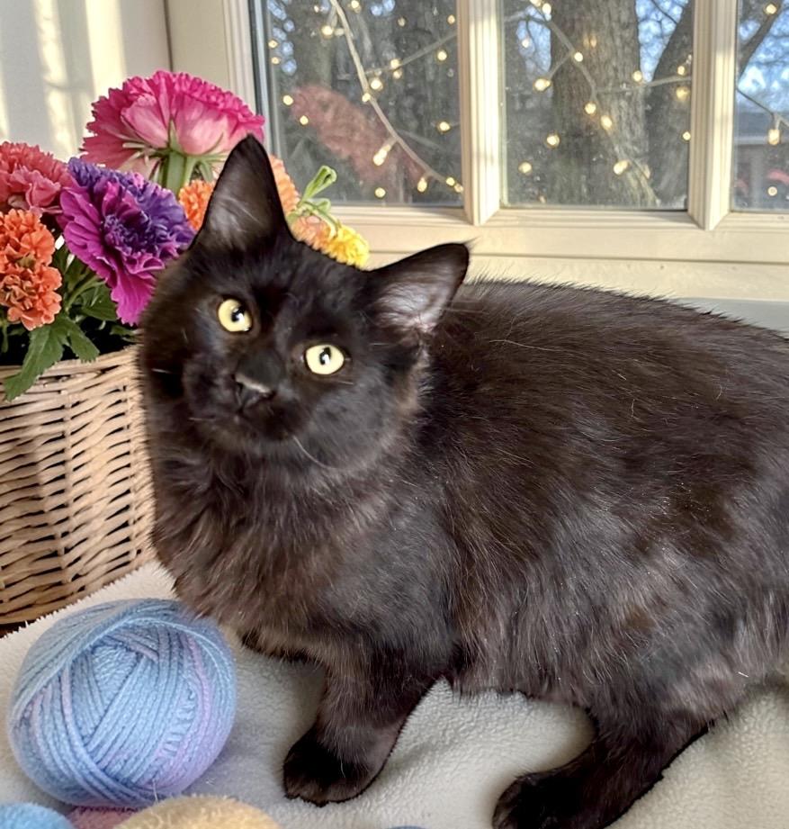 Enlarge Bartles - KITTEN, a ADOPTABLE Domestic Medium Hair in Perry, IA image 2/5