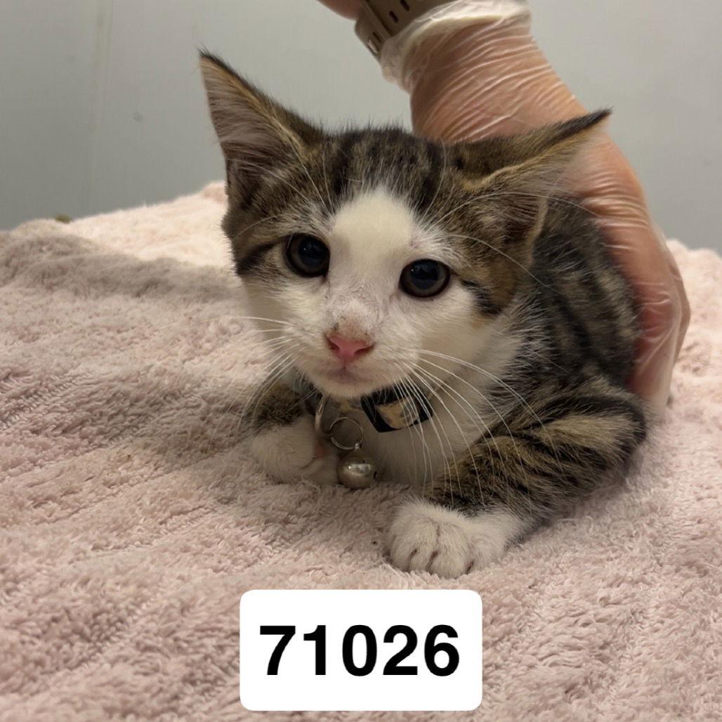 Enlarge Abrielle, a Adoptable Domestic Short Hair in Chico, CA image 1/1