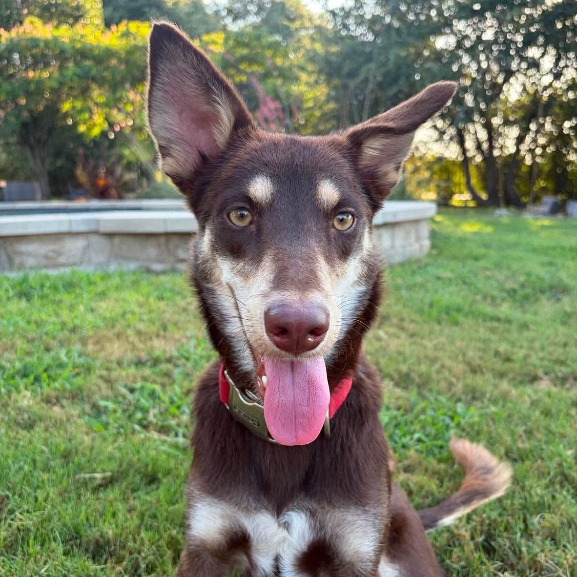 Maple, Adoptable, Young Female Australian Kelpie & Shepherd.