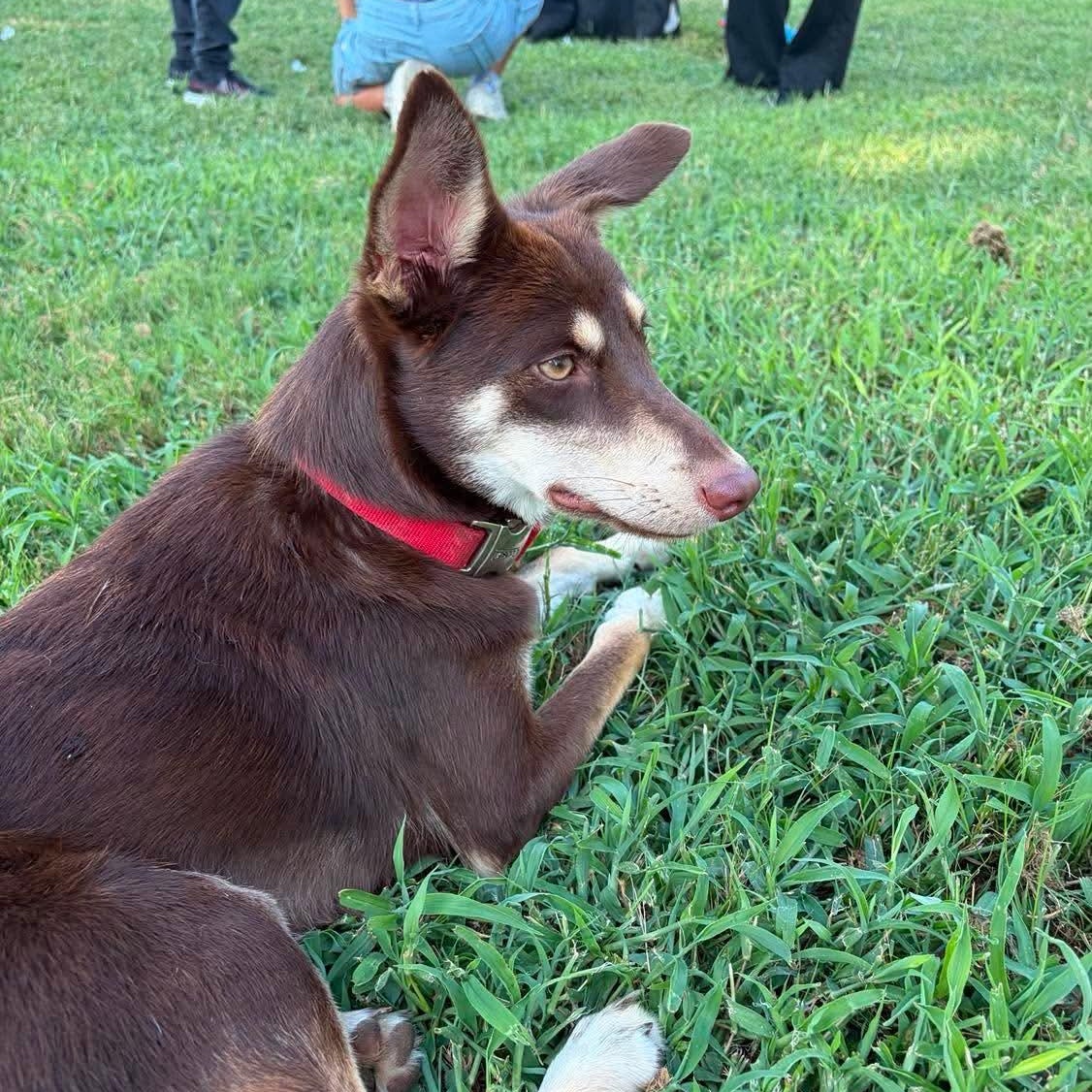 Enlarge Maple, a Adoptable mixed breed in Warren, RI image 6/6