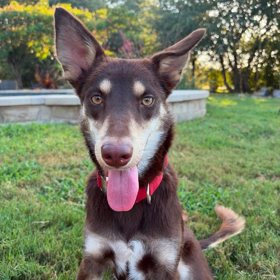 Enlarge Maple, a Adoptable mixed breed in Warren, RI image 5/6