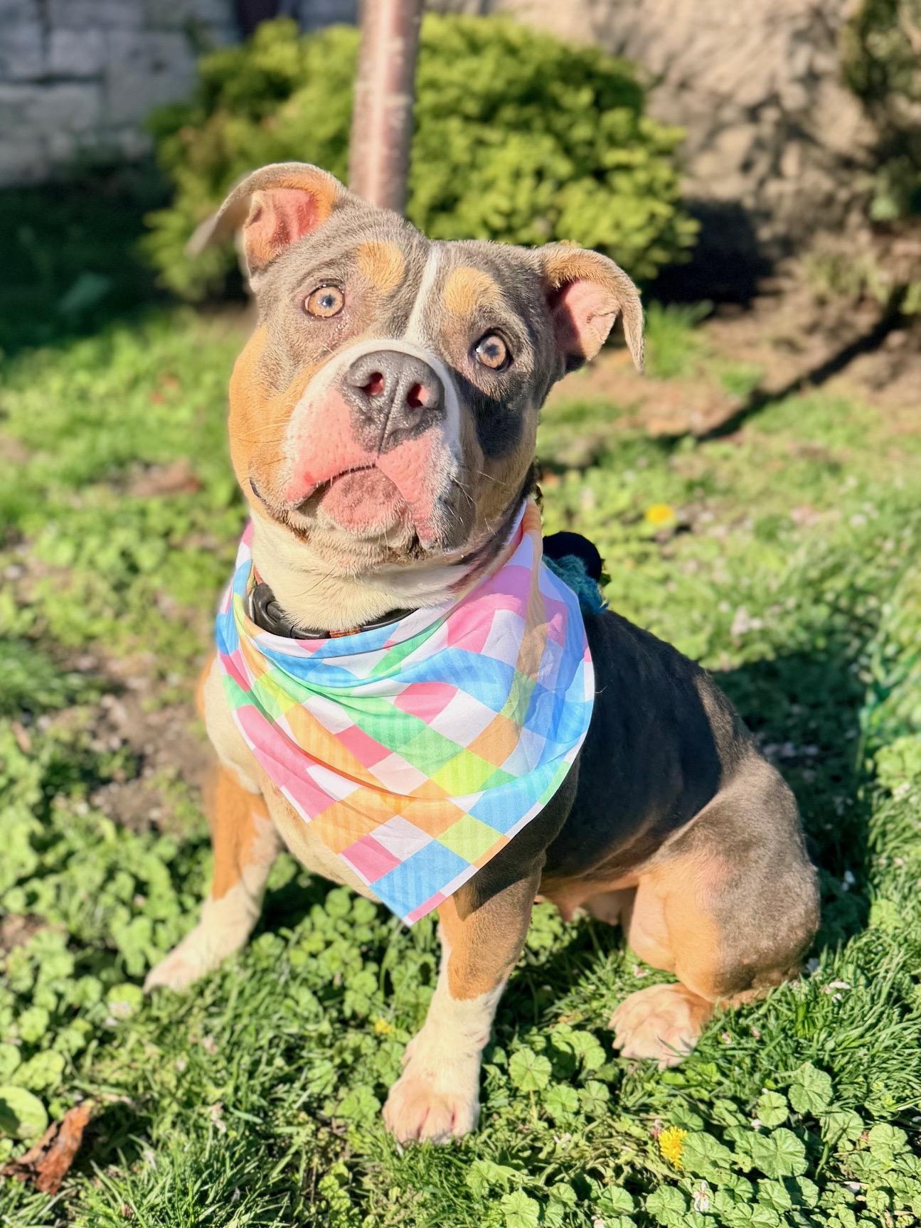 Tofu, Adoptable, Young Female American Bully.